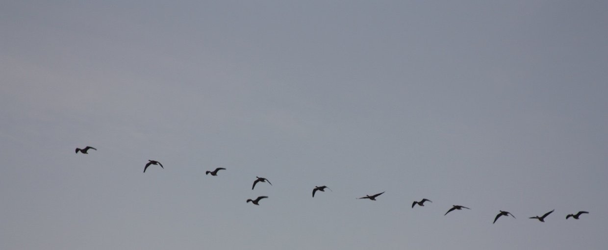 Am Himmel fliegen einige Zugrvögel in Formation